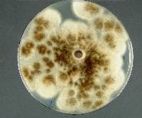 Aspergillus welwitschiae image