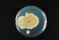 Aspergillus tamarii image