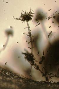 Aspergillus tamarii image