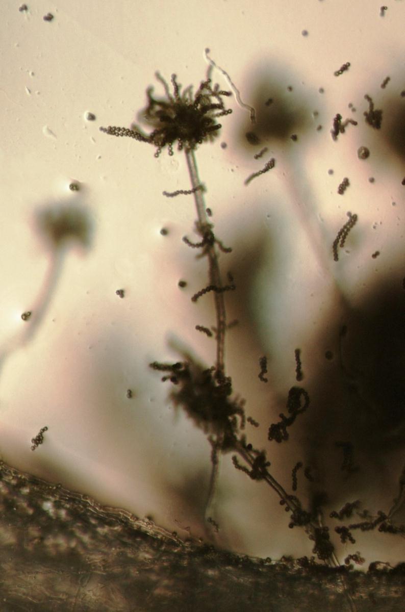 Aspergillus tamarii image