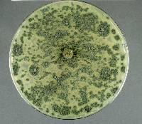 Penicillium expansum image