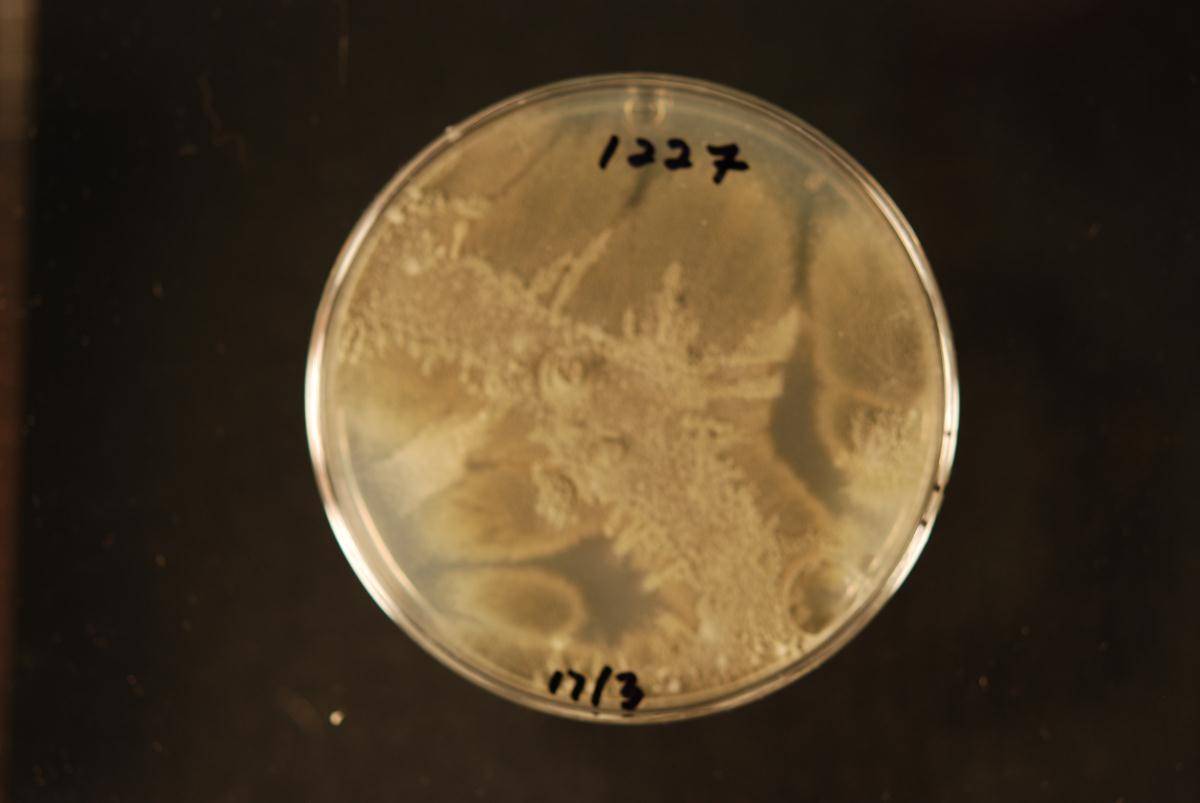 Penicillium rubens image