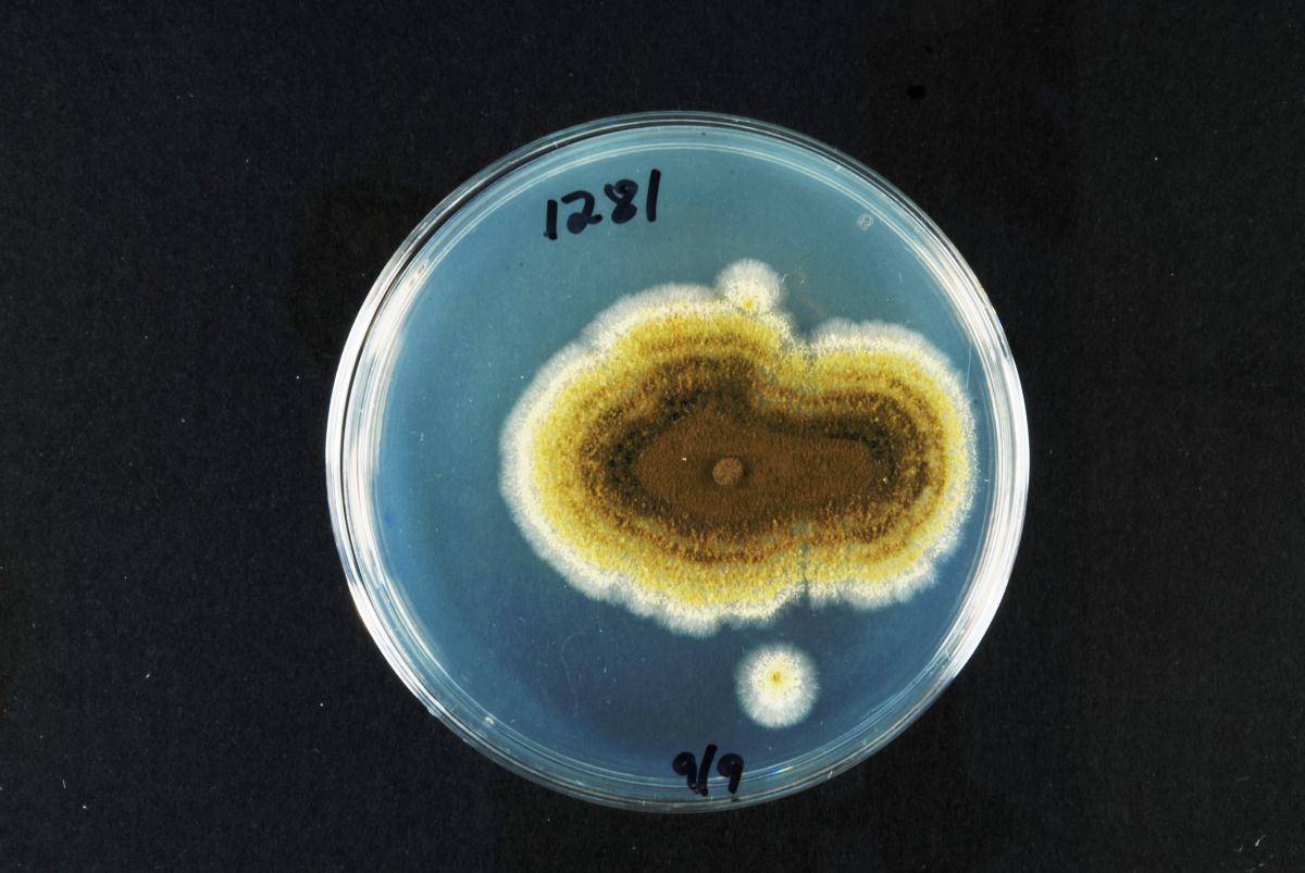 Aspergillus tamarii image