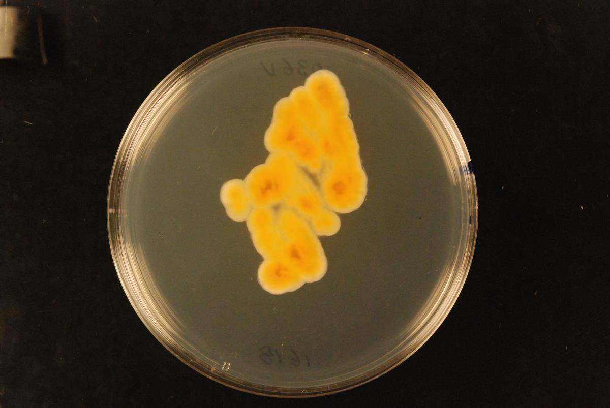 Aspergillus creber image