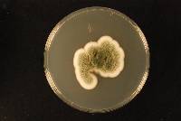 Aspergillus amoenus image