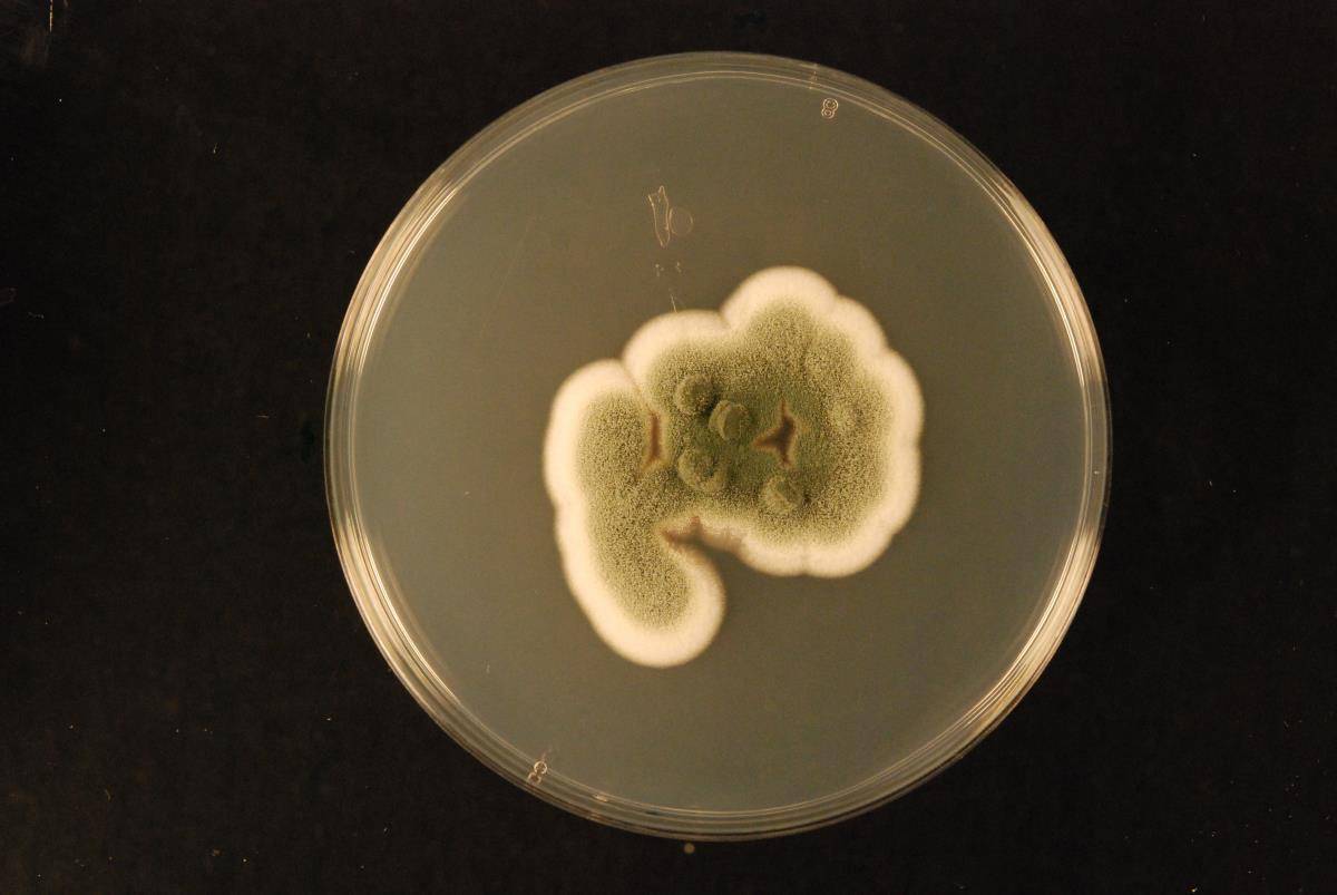 Aspergillus amoenus image
