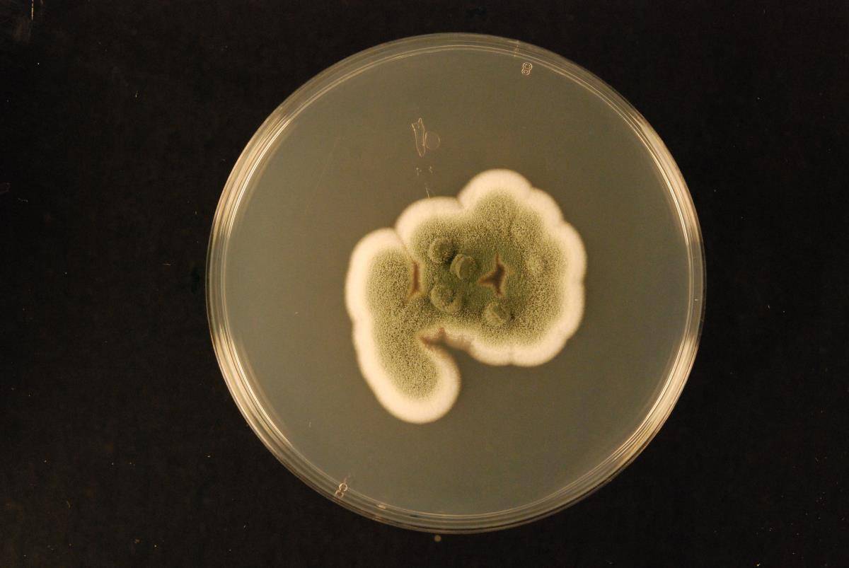 Aspergillus amoenus image