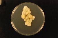Aspergillus creber image