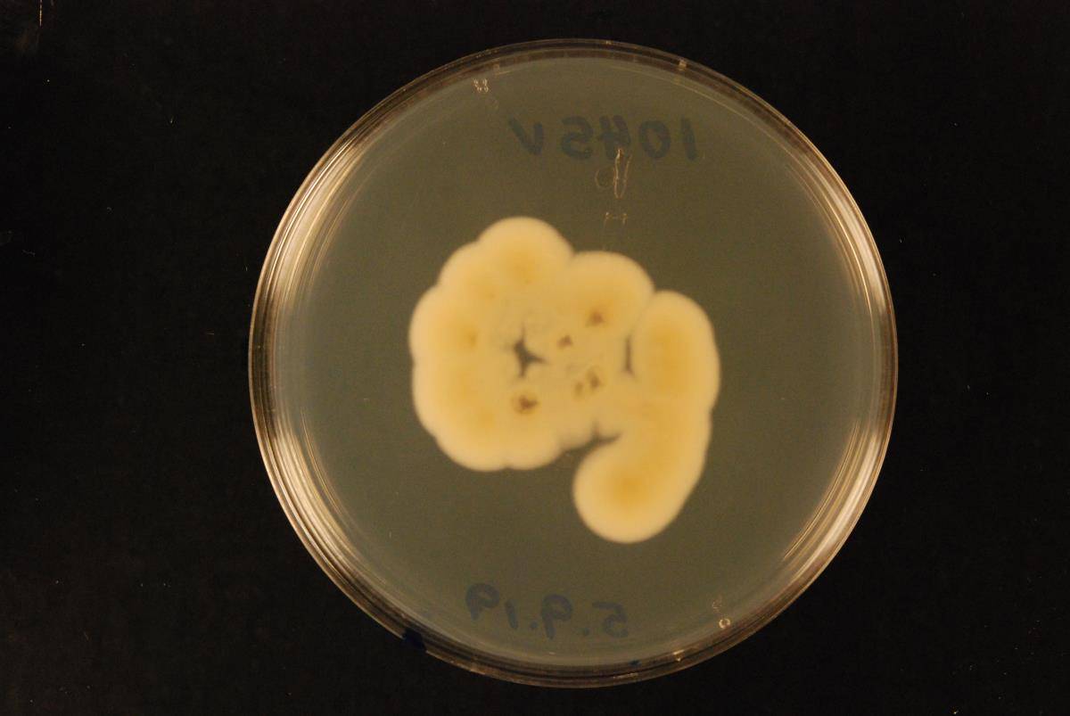 Aspergillus amoenus image