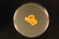 Aspergillus creber image