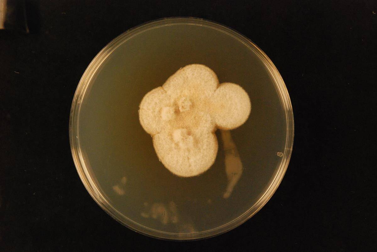 Aspergillus hortai image