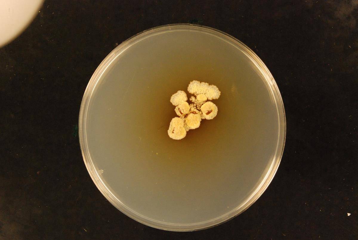 Aspergillus chevalieri image