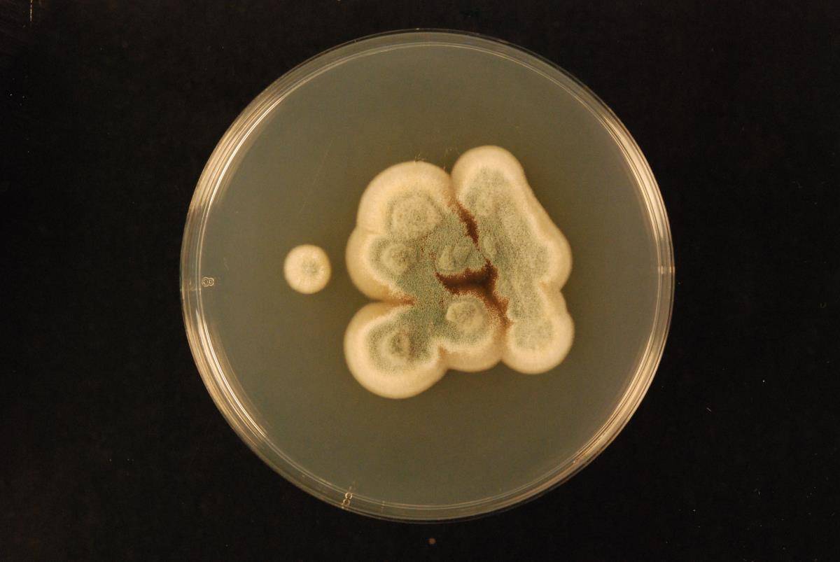 Aspergillus tabacinus image