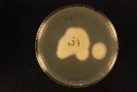 Aspergillus welwitschiae image