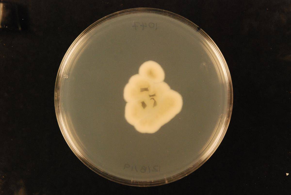 Aspergillus amoenus image