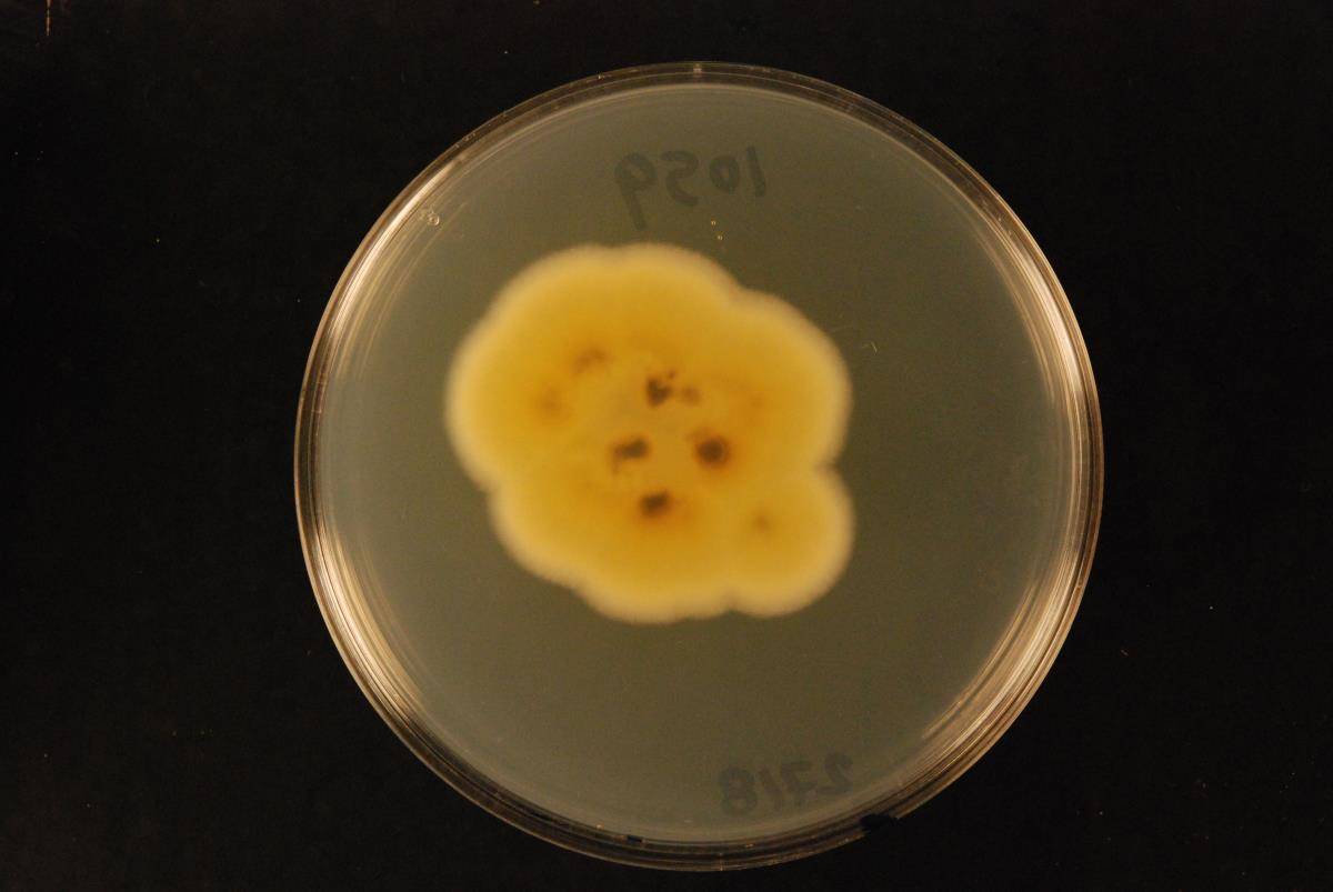 Aspergillus ustus image