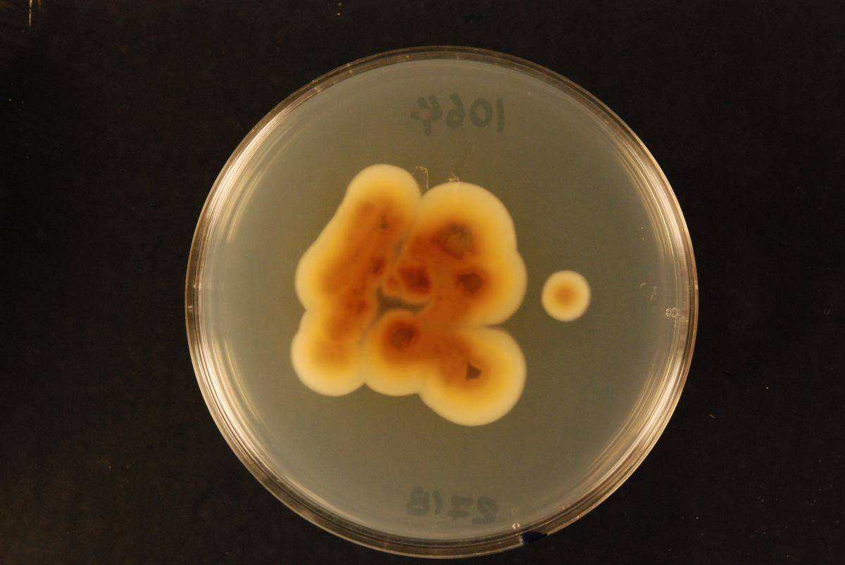 Aspergillus tabacinus image