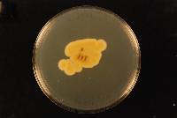 Aspergillus creber image