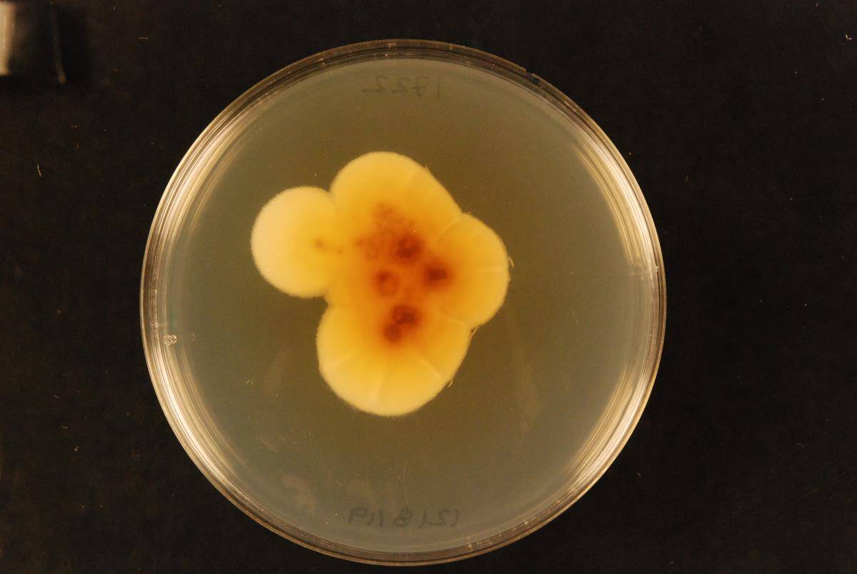 Aspergillus hortai image