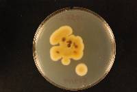 Aspergillus tabacinus image