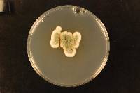 Aspergillus tabacinus image