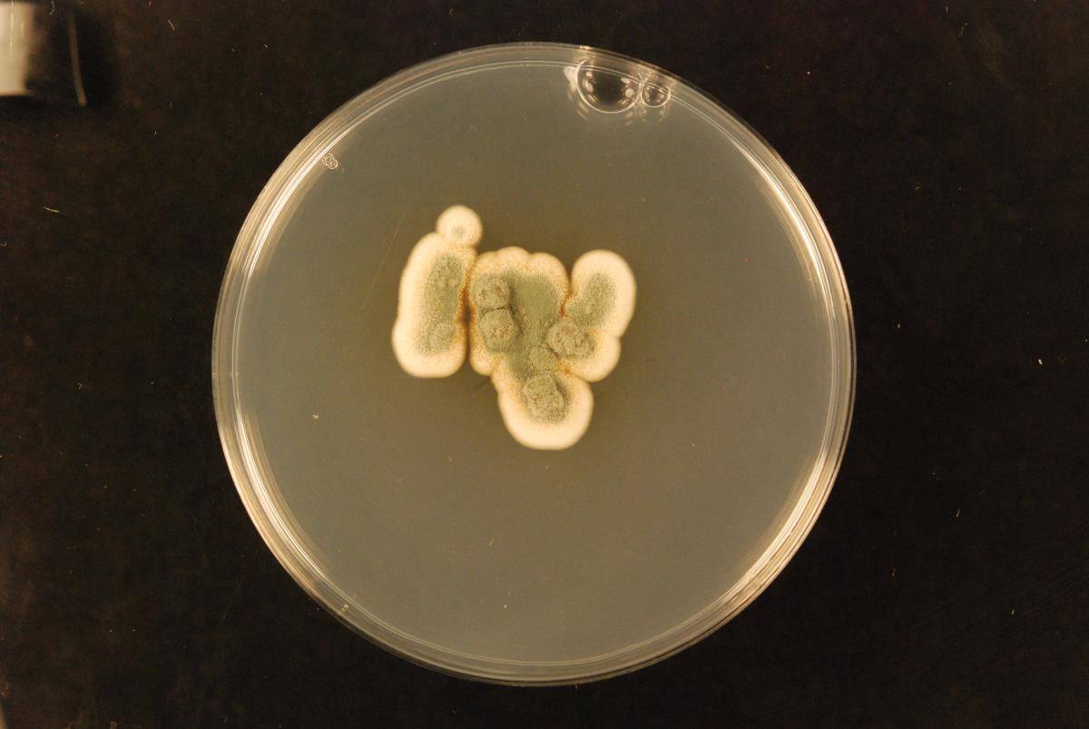 Aspergillus tabacinus image