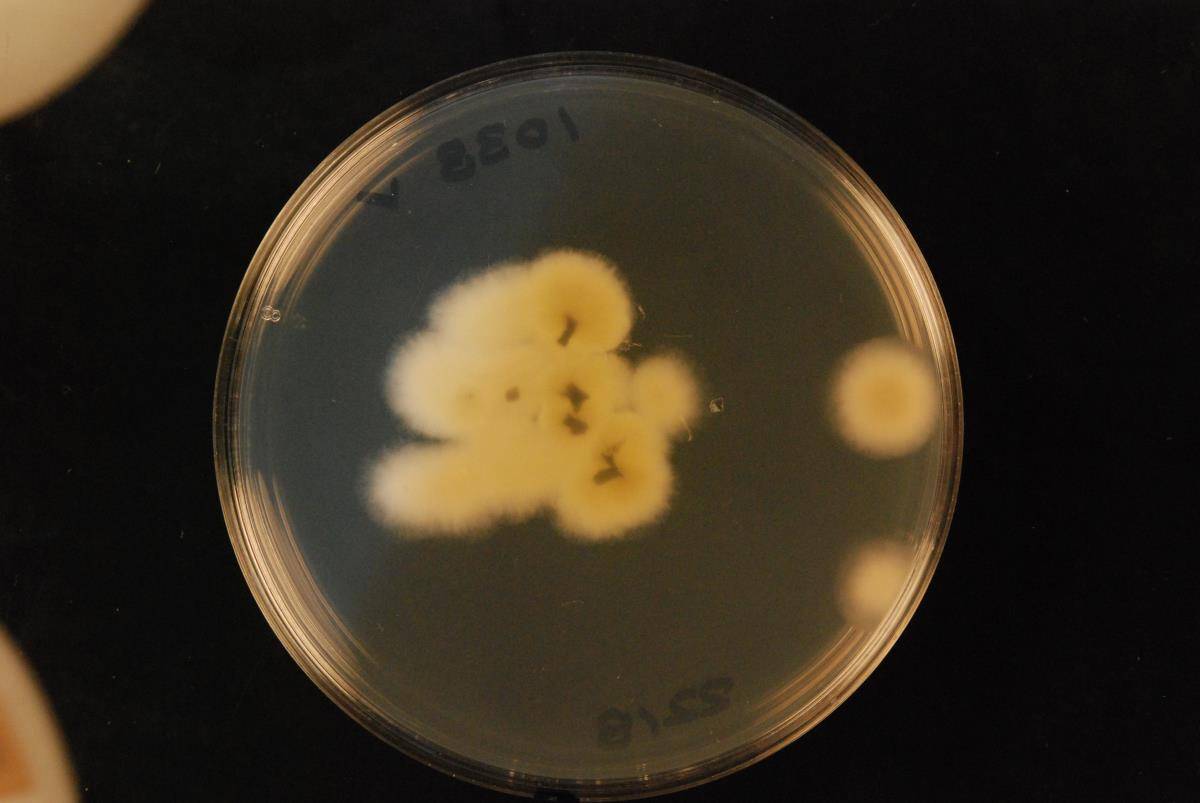Aspergillus calidoustus image