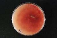 Fusarium culmorum image