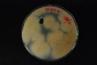 Lecanicillium fungicola var. fungicola image