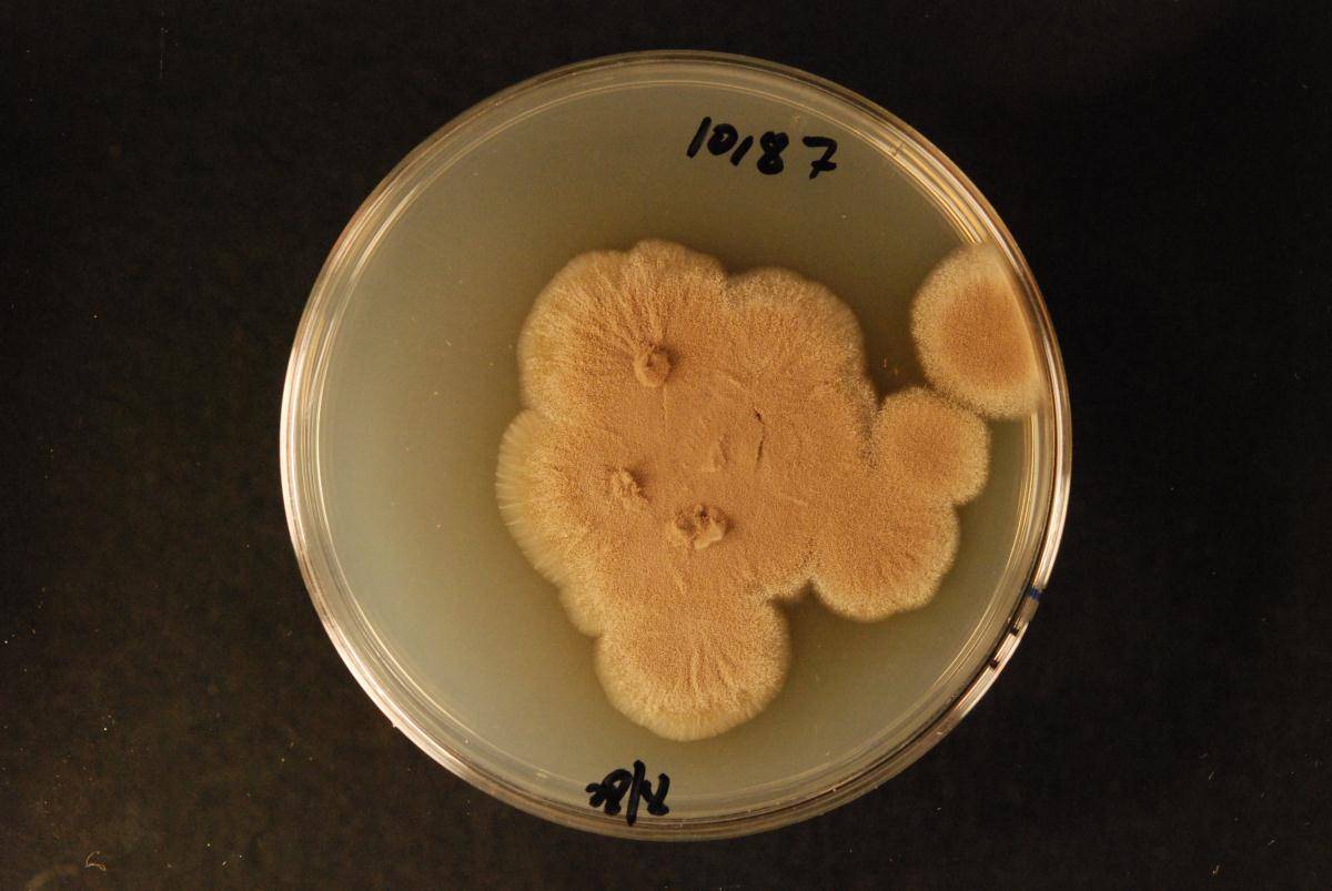 Amorphotheca resinae image