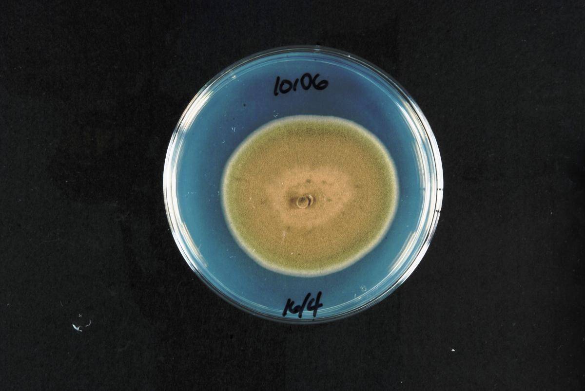 Cladosporium cladosporioides image