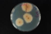 Fusarium anthophilum image