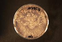 Lasiodiplodia theobromae image