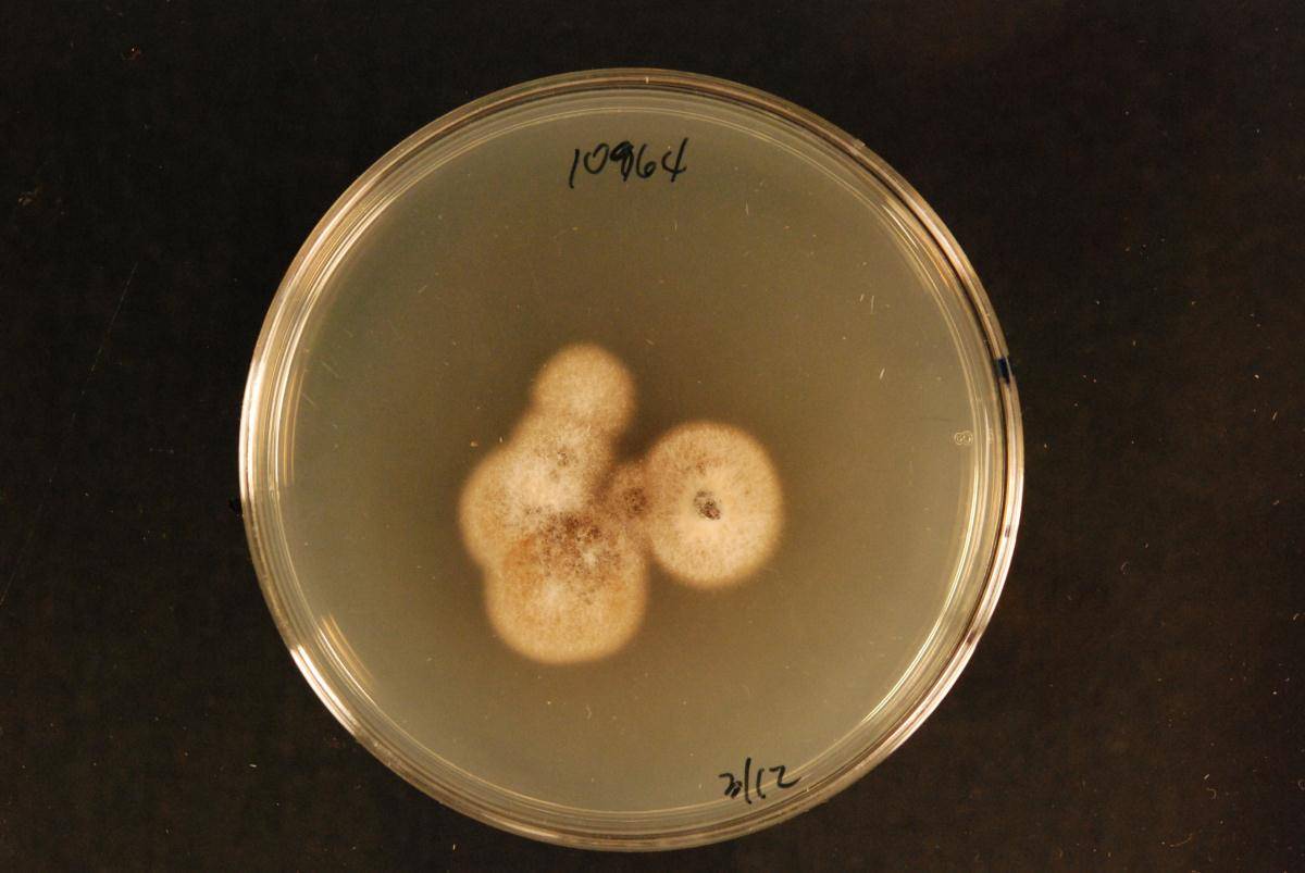 Phoma haematocycla image