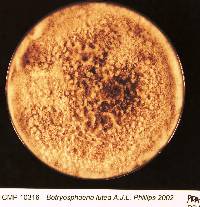 Fusicoccum luteum image