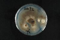 Colletotrichum horii image