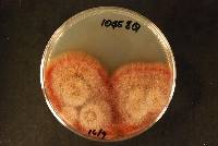 Epicoccum layuense image