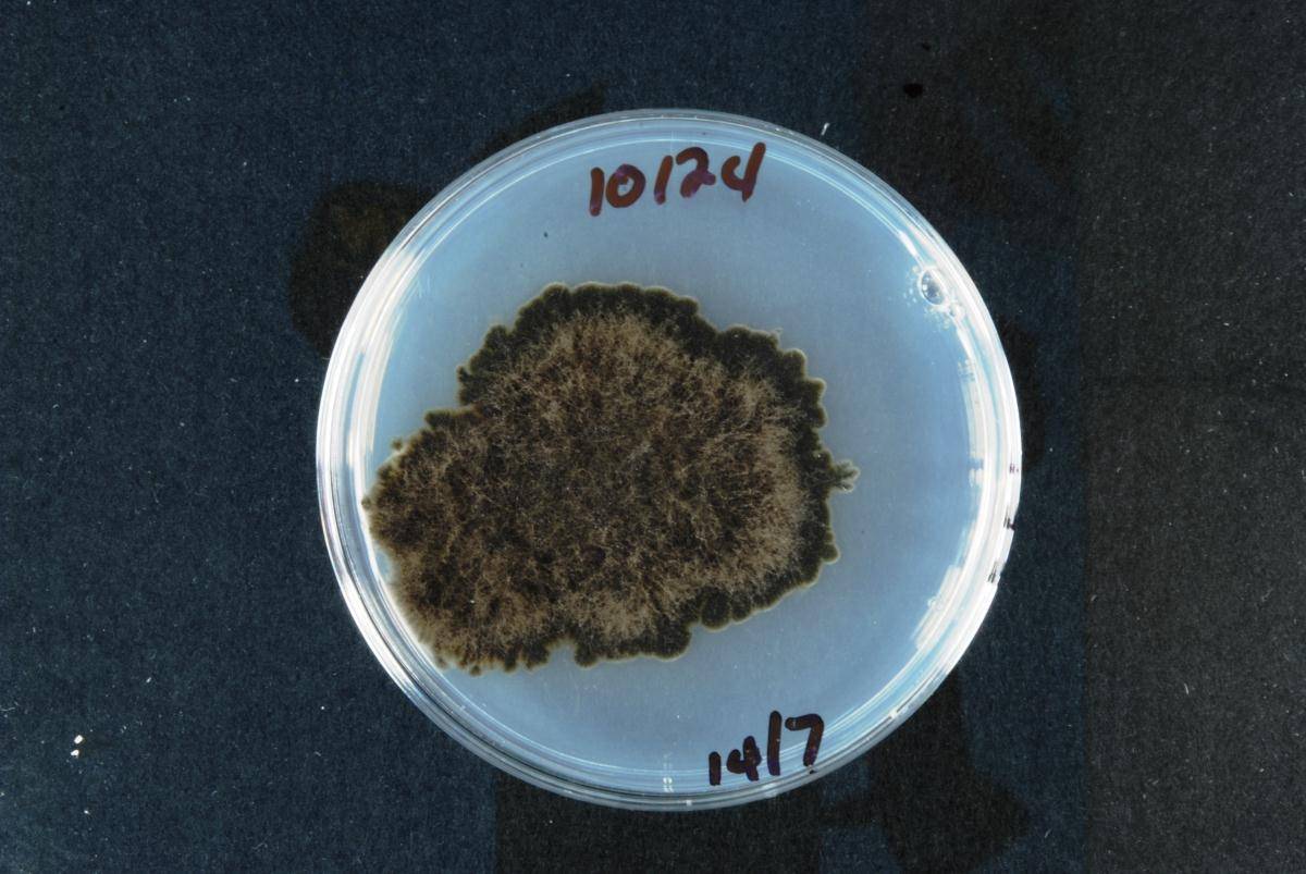 Alternaria radicina image