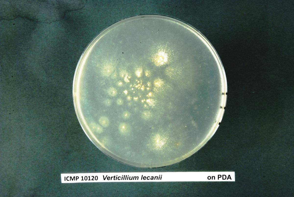 Lecanicillium lecanii image