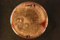 Epicoccum layuense image