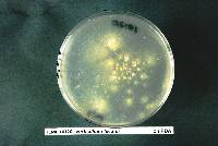 Lecanicillium lecanii image