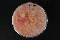 Fusarium culmorum image