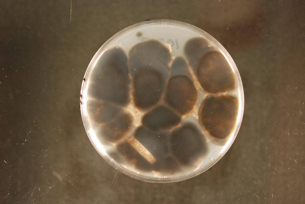 Cochliobolus sativus image