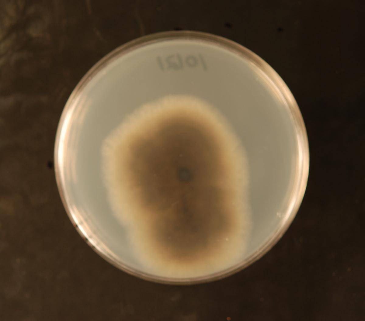 Alternaria brassicicola image