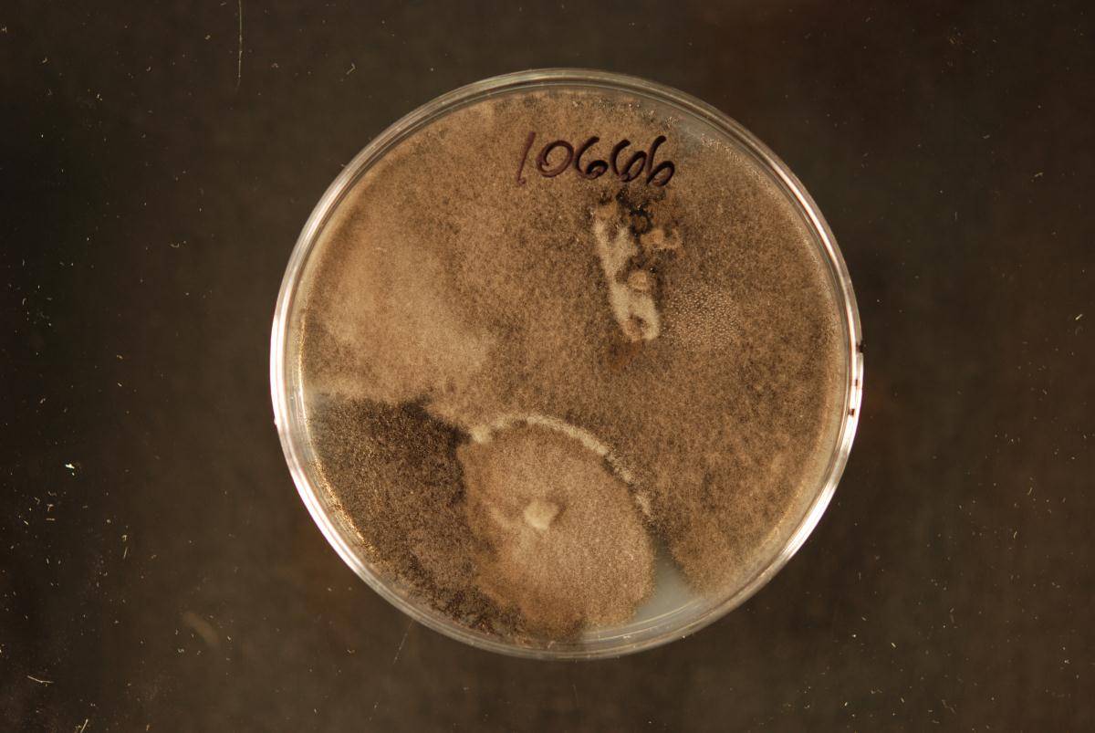 Macrophomina phaseolina image