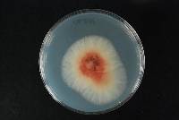 Fusarium culmorum image