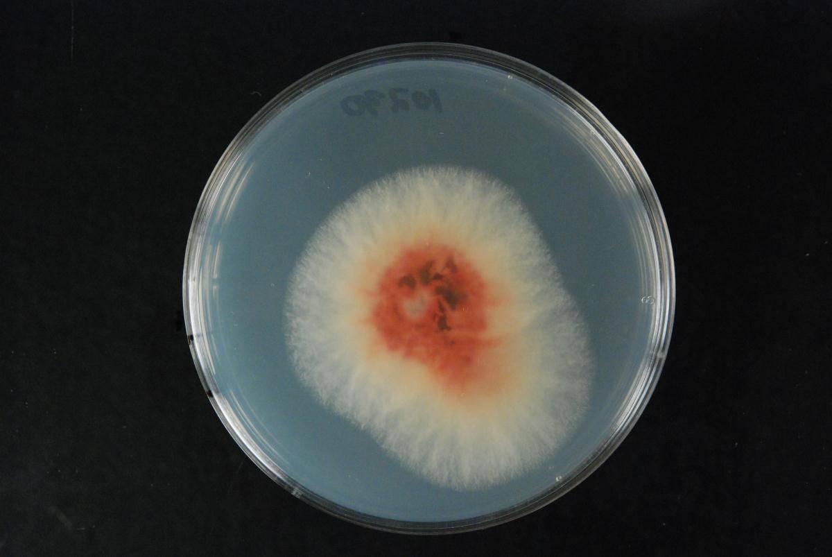 Fusarium culmorum image