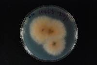 Fusarium anthophilum image