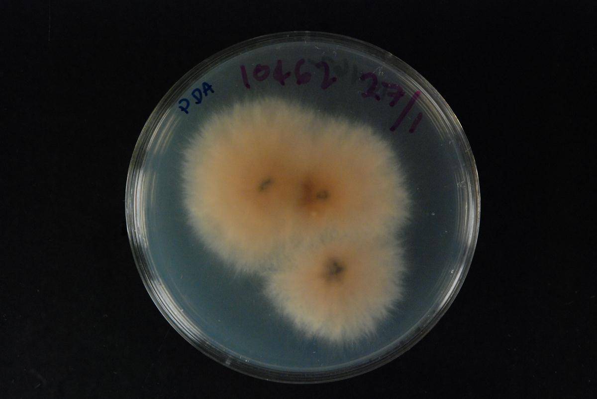 Fusarium anthophilum image