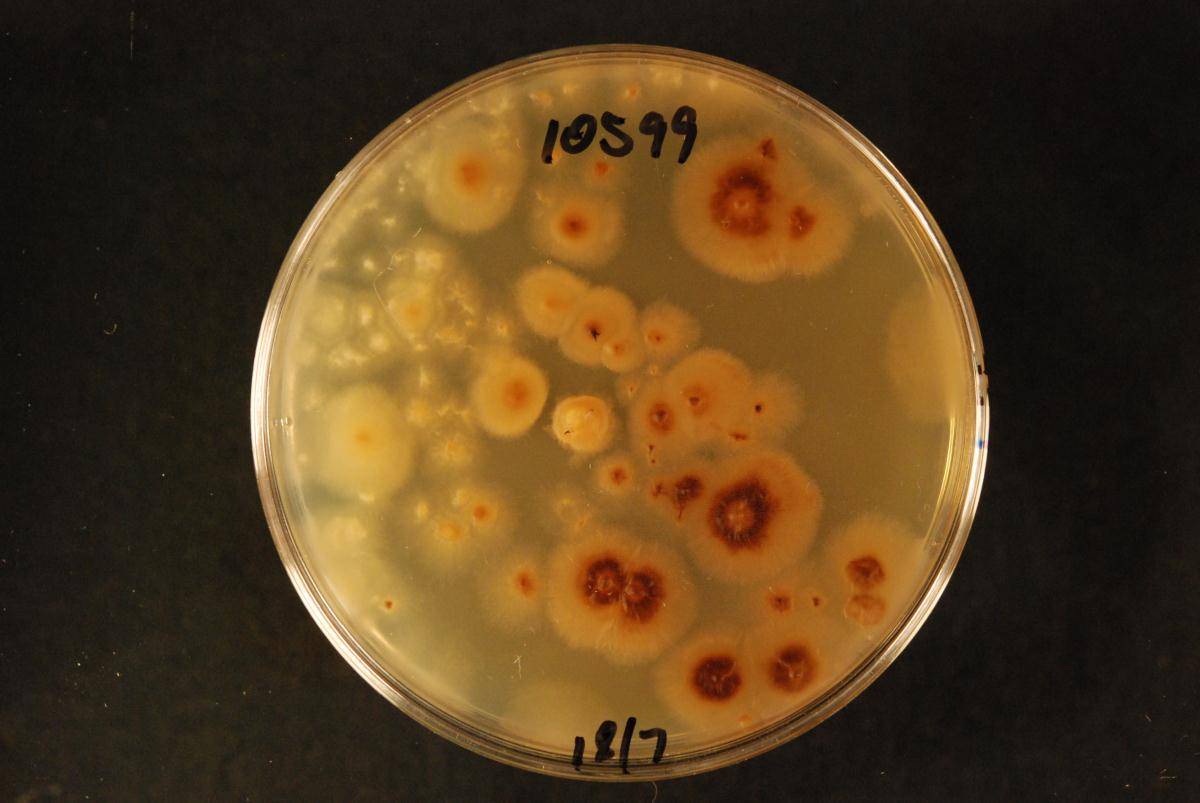 Neotyphodium image